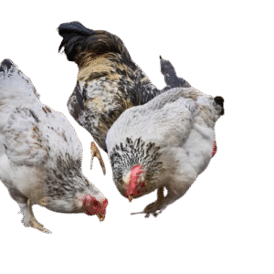 Desi Hen and Desi Rooster