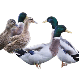 Organic Ducks