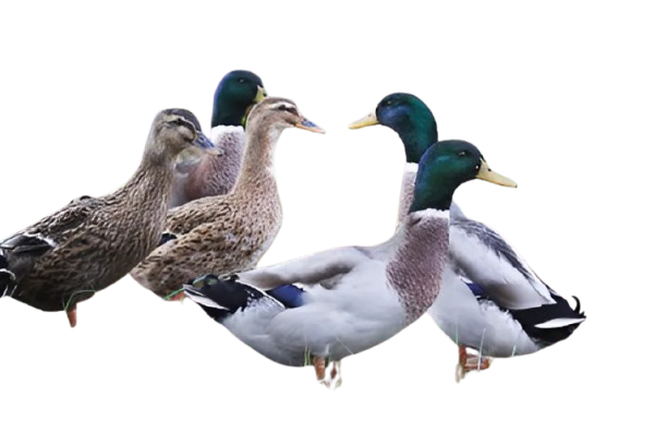 Organic Ducks
