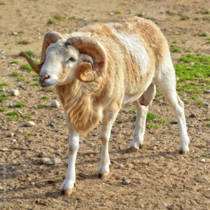 Organic Ram & Sheep Meat