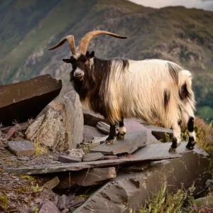 Hillmora Mountain Goat Meat