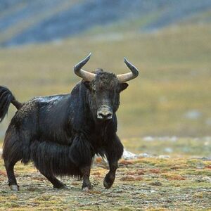 Mountain Yak Meat (Himalayan Origin, Winter Season Only)